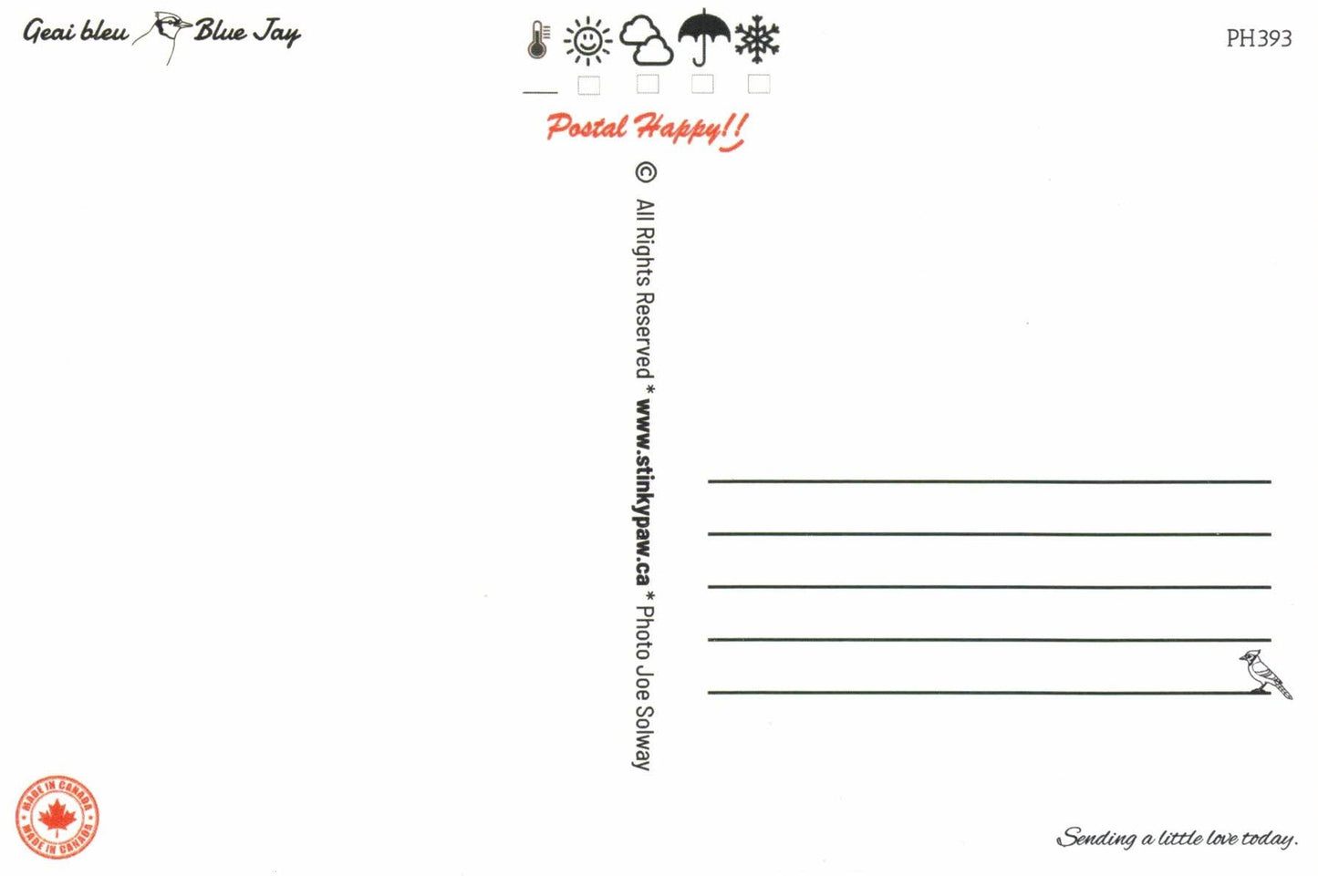 Blue Jay Postcard