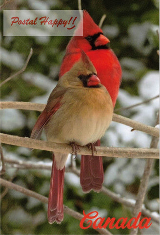 Cardinal Lovers Postcard