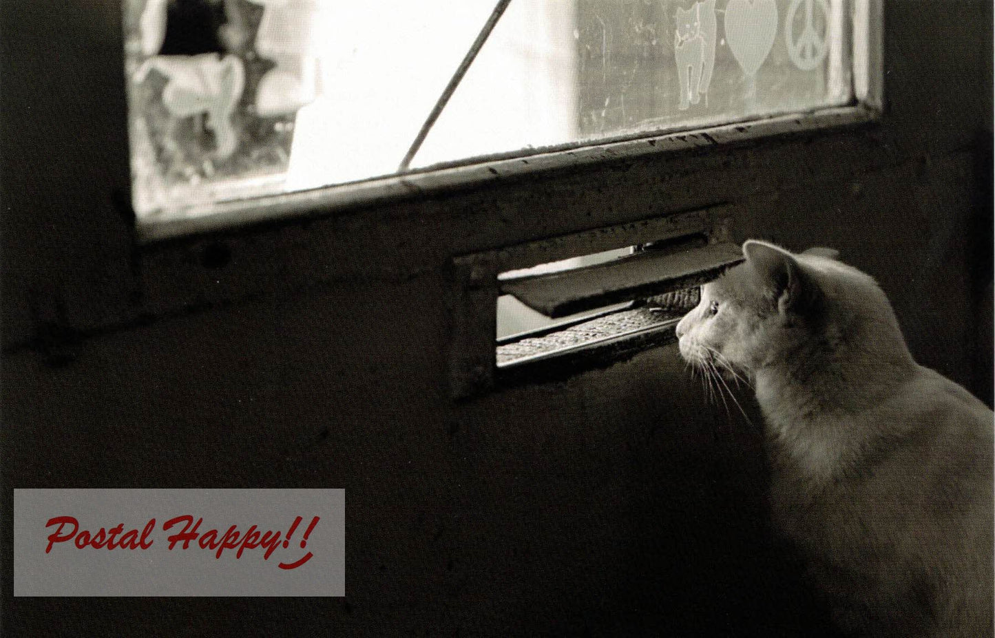 Chat devant boîte à lettre