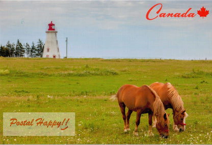 Horses Postcard