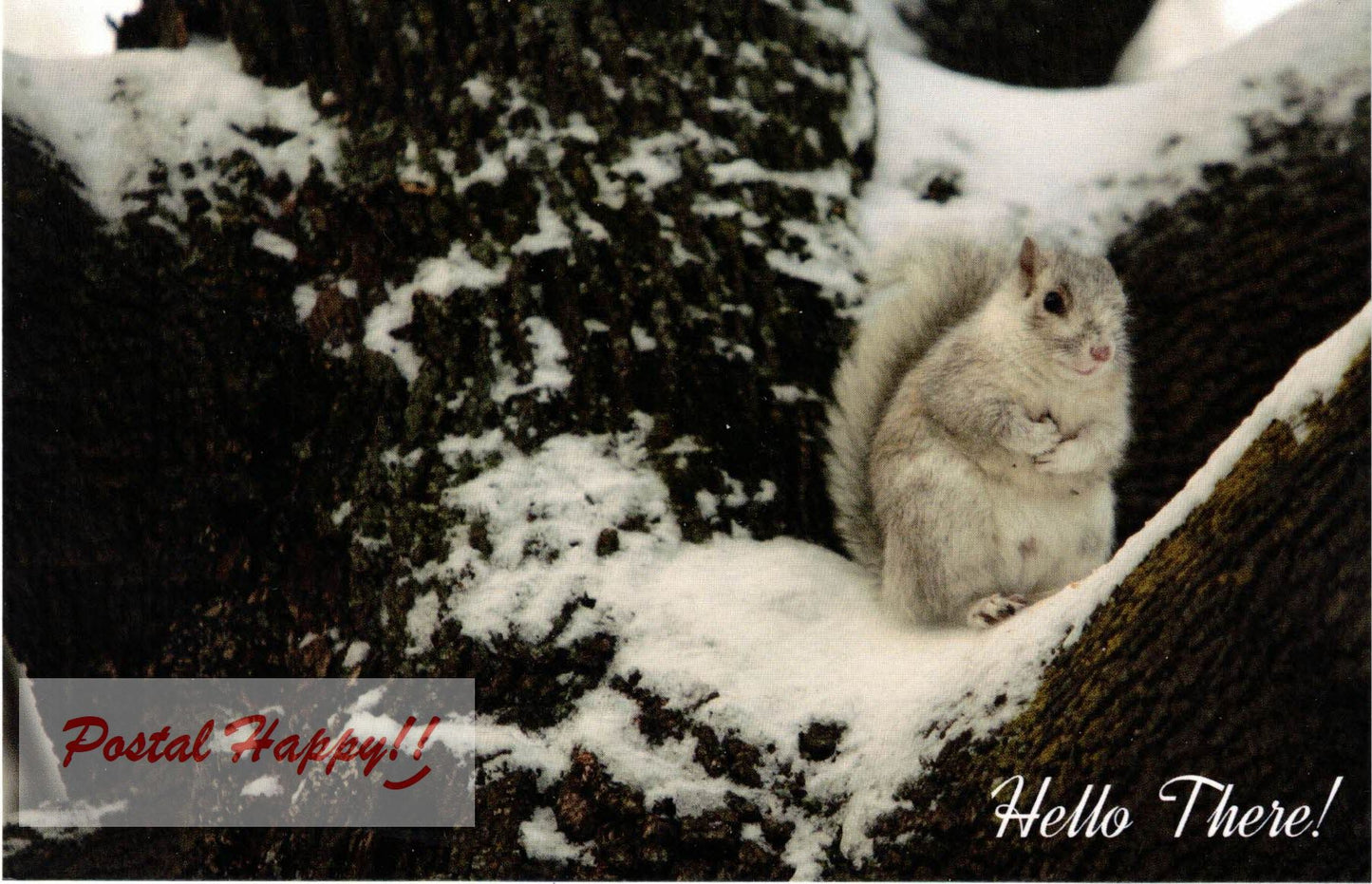 Hello There Squirrel Postcard