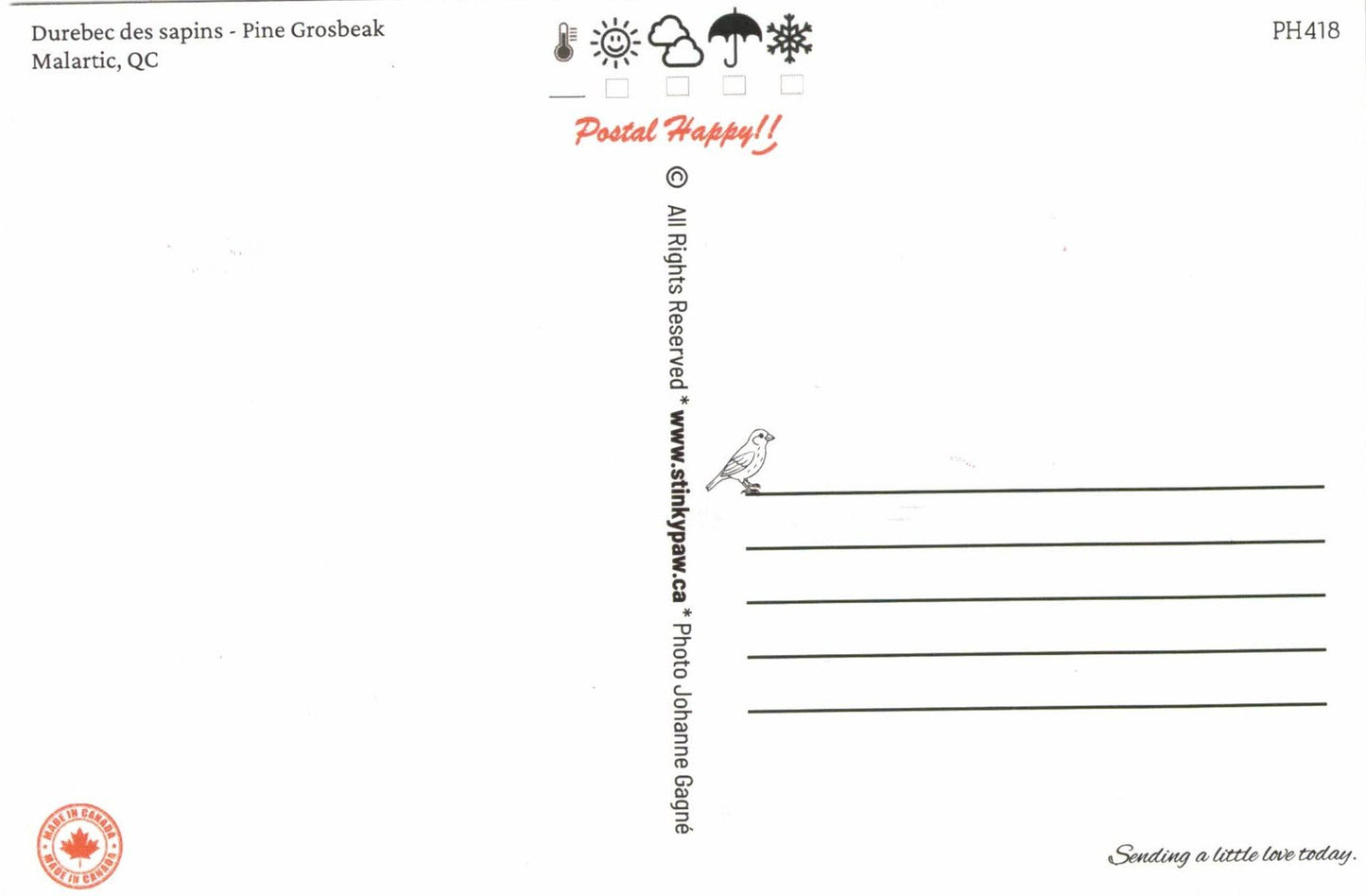 Pine Grosbeak Postcard