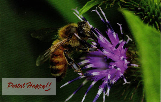 Bee on Purple Flower Postcard