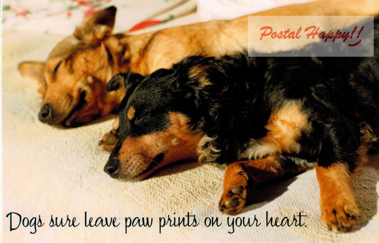 Dogs Paw Prints Postcard