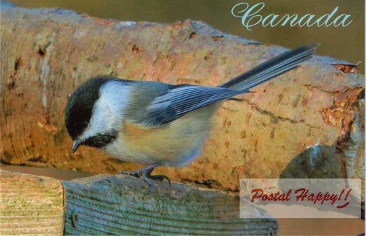 Chickadee Postcard