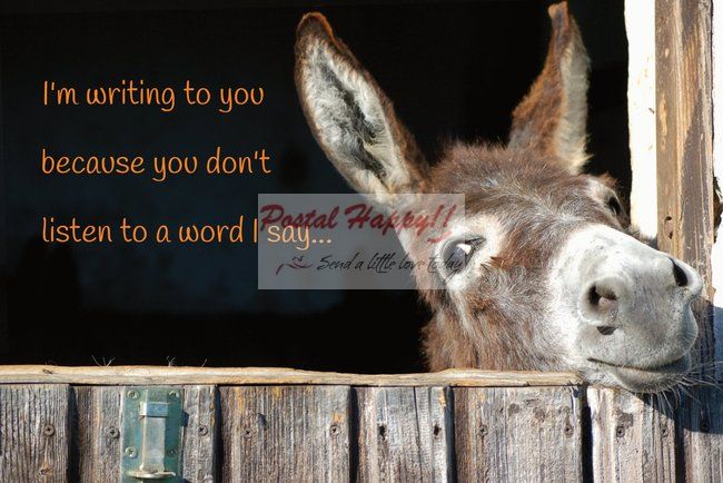 I'm Writing Donkey Postcard
