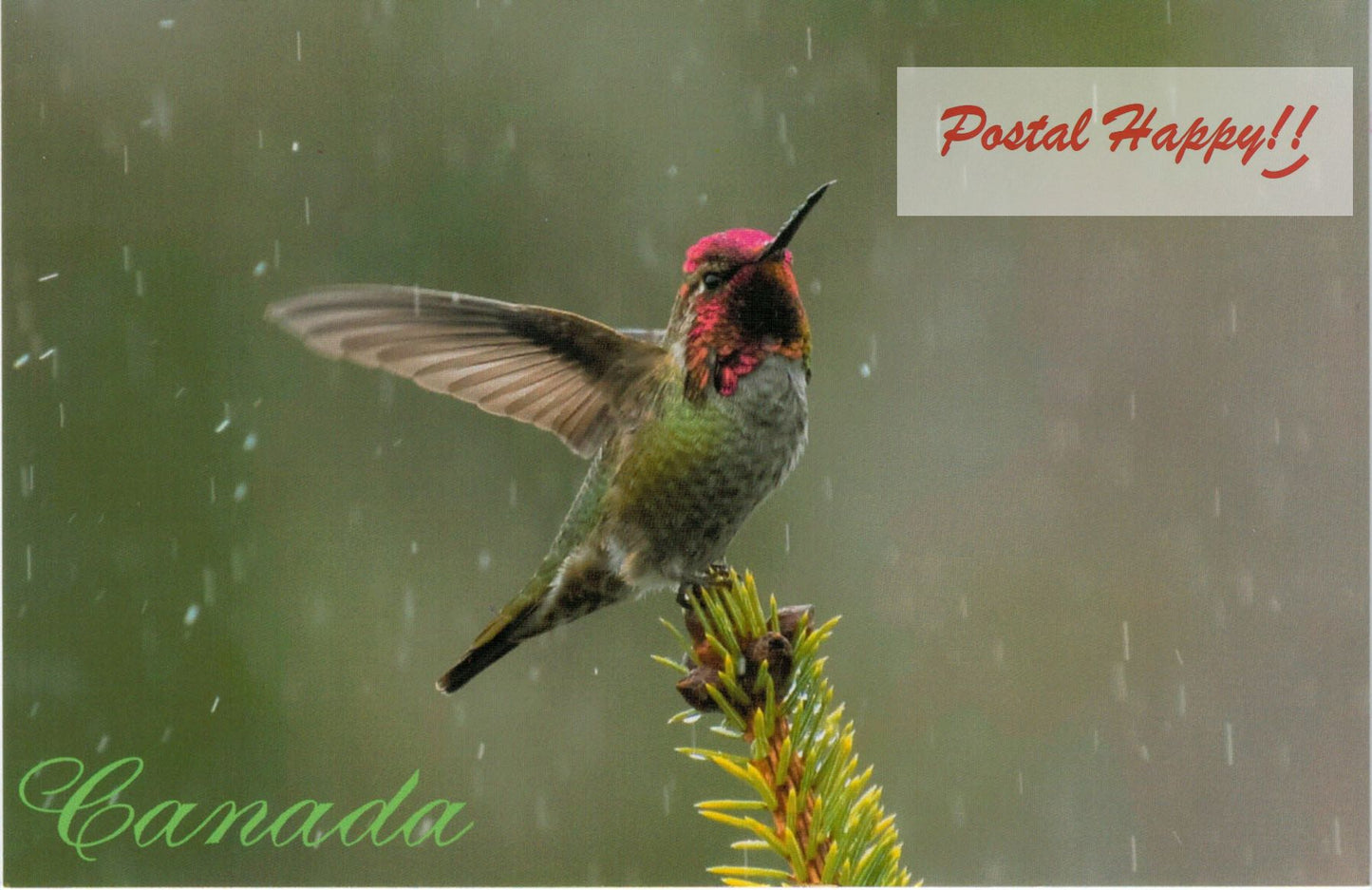 Colibri