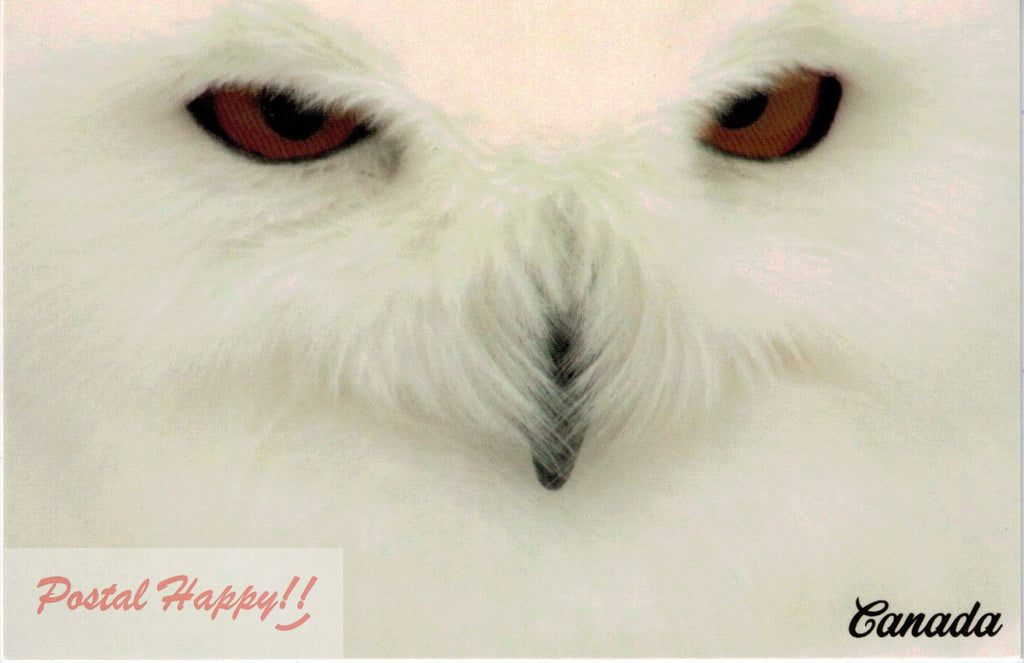Snowy Owl Postcard