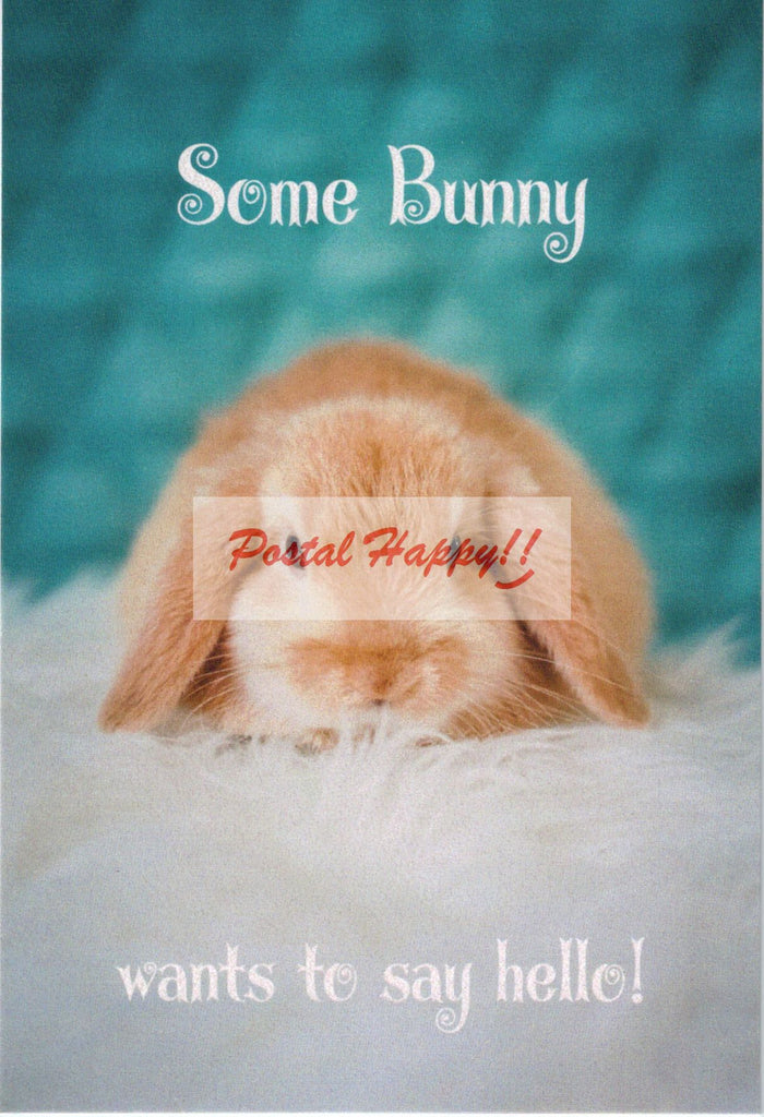"Some Bunny Wants to Say Hello!" Postcard