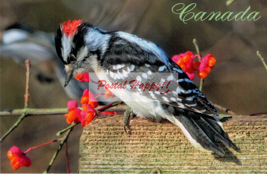 Woodpecker Postcard